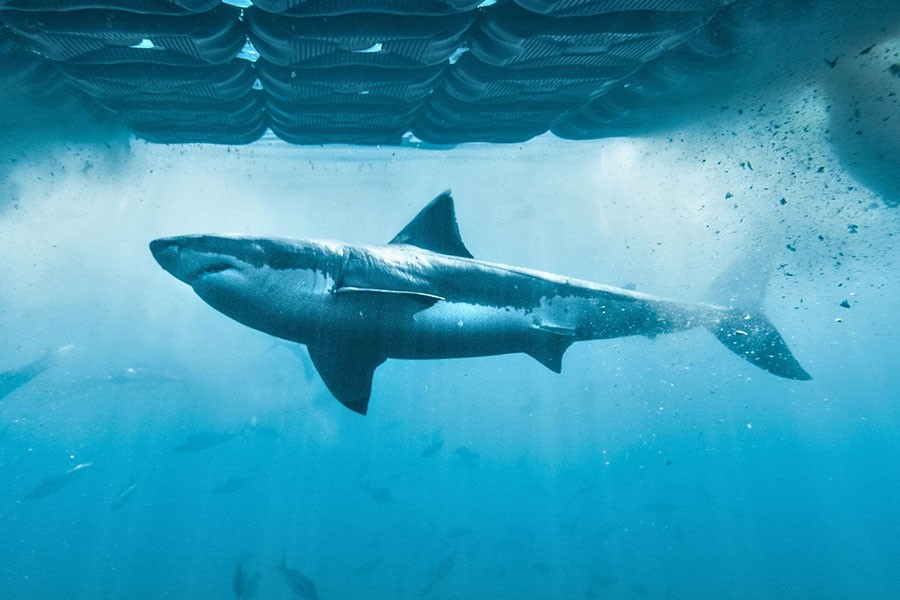 Blue Ant Media Unveils Two Returning Productions at World Congress of Science & Factual Producers